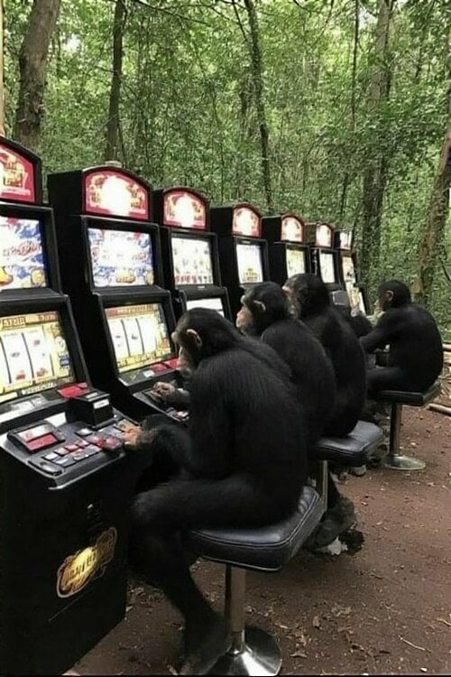 chimpsjungle05.thumb.jpg.03db891b8b167c0c940b91d9632d7594.jpg